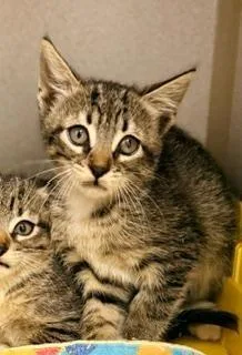 A baby medium-sized male Tabby (Brown / Chocolate) Domestic Short Hair cat named Clyde for adoption in Winter Haven, FL