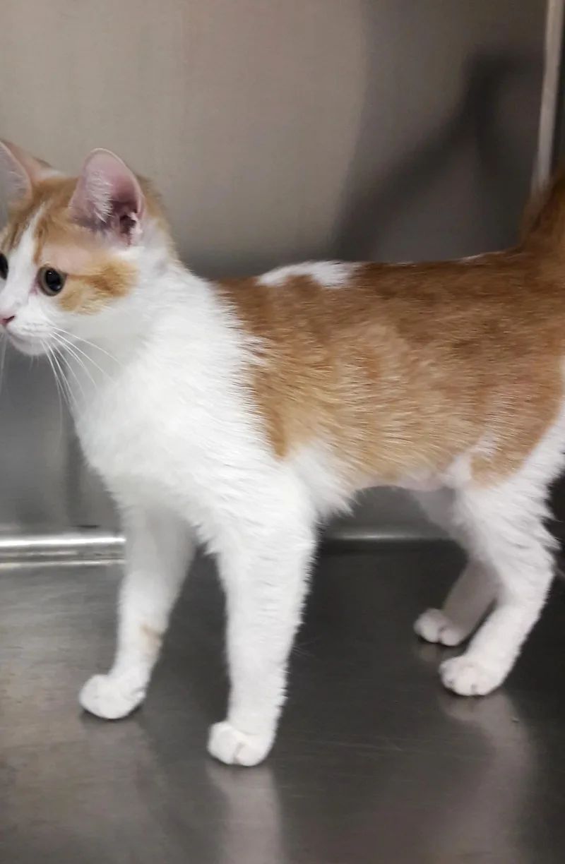 An adult medium-sized female Tabby (Orange / Red) Domestic Short Hair cat named Sophia for adoption in Mesquite, NV
