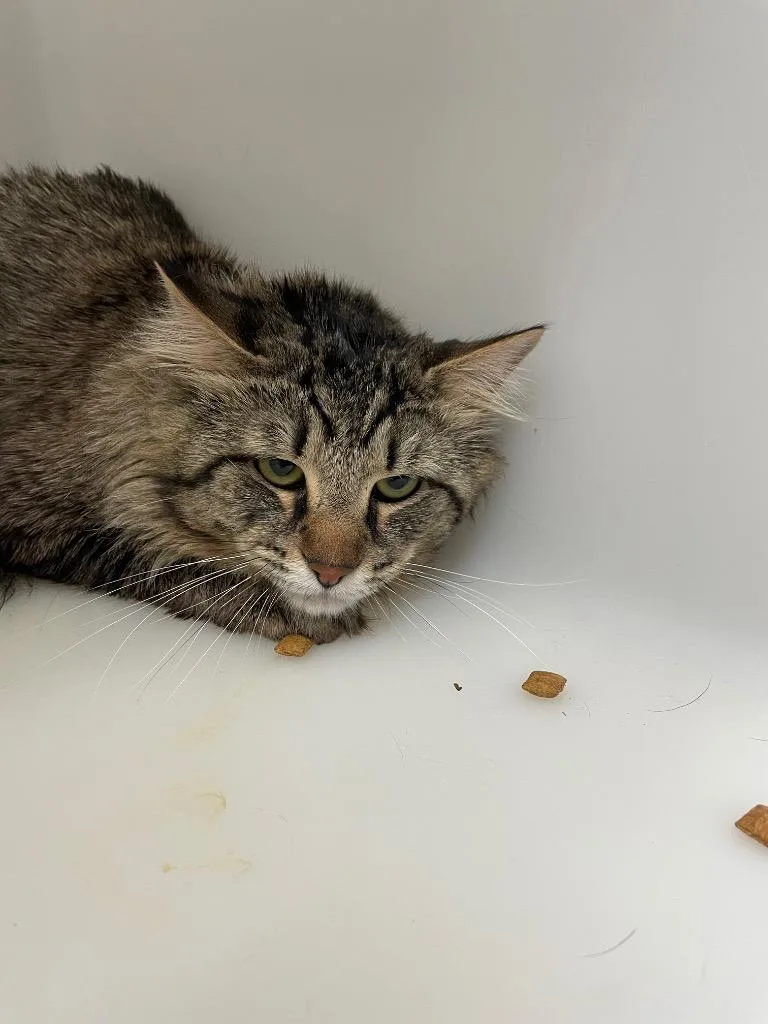 A young medium-sized male Domestic Short Hair cat named Wicks for adoption in Columbia, TN