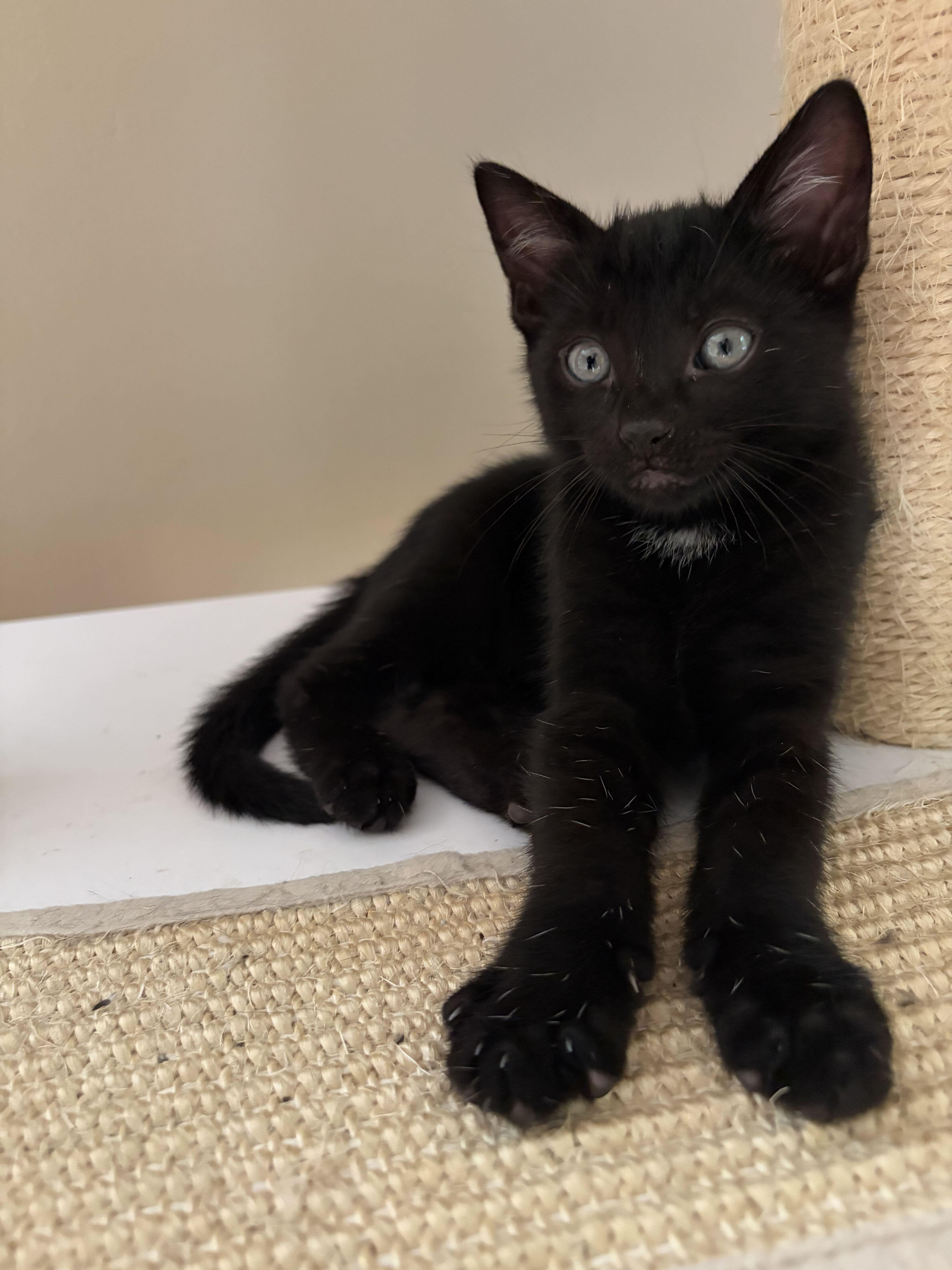 A baby medium-sized male Black Domestic Short Hair cat named Darrell for adoption in East Amherst, NY