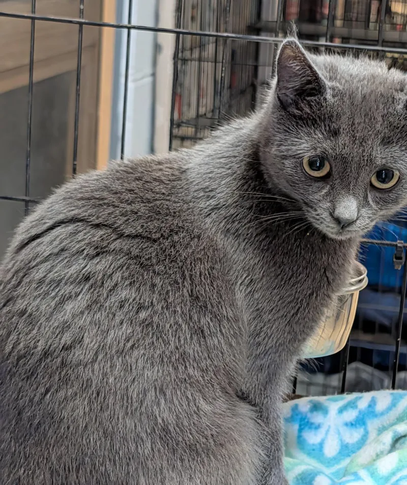A young medium-sized female Gray / Blue / Silver Domestic Short Hair cat named Omni for adoption in Marietta, OH