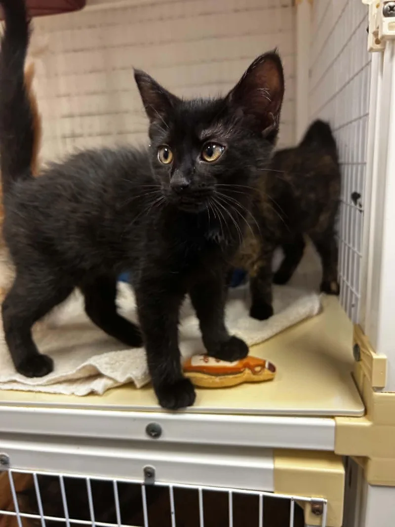 A baby medium-sized male Black Domestic Short Hair cat named Beauregard for adoption in Chambersburg, PA