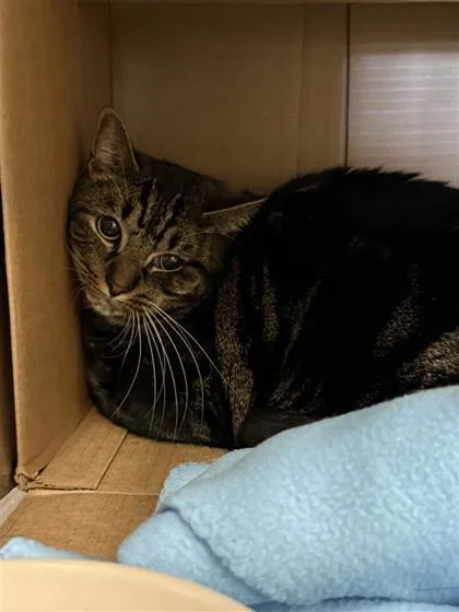 An adult small-sized male Domestic Short Hair cat named Tarzan for adoption in Largo, FL