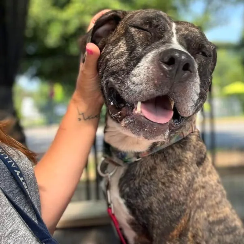 Sunflower thumbnail 2