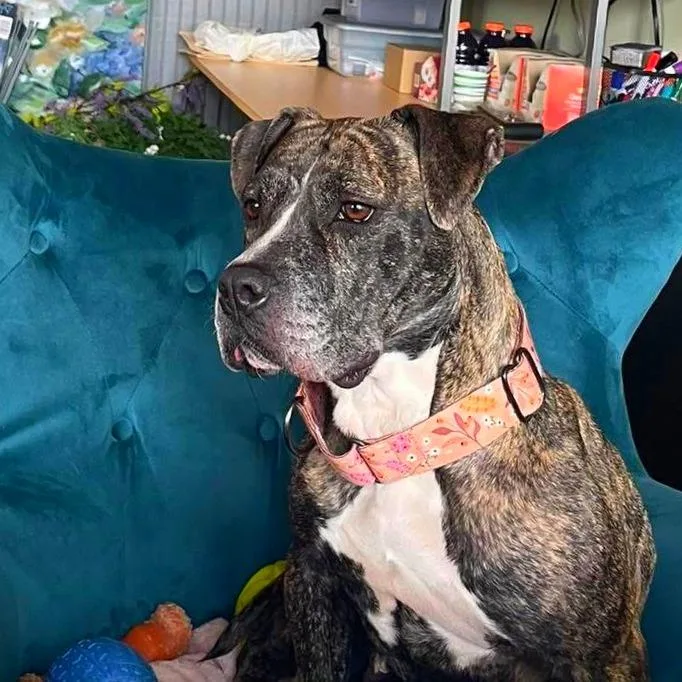 Sunflower thumbnail 3