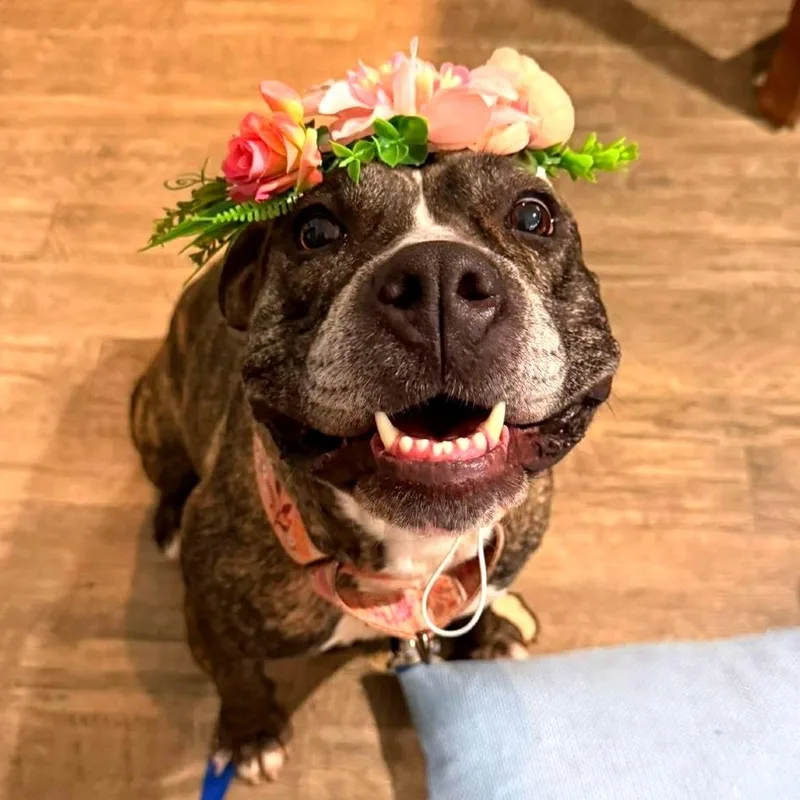 Sunflower thumbnail 4