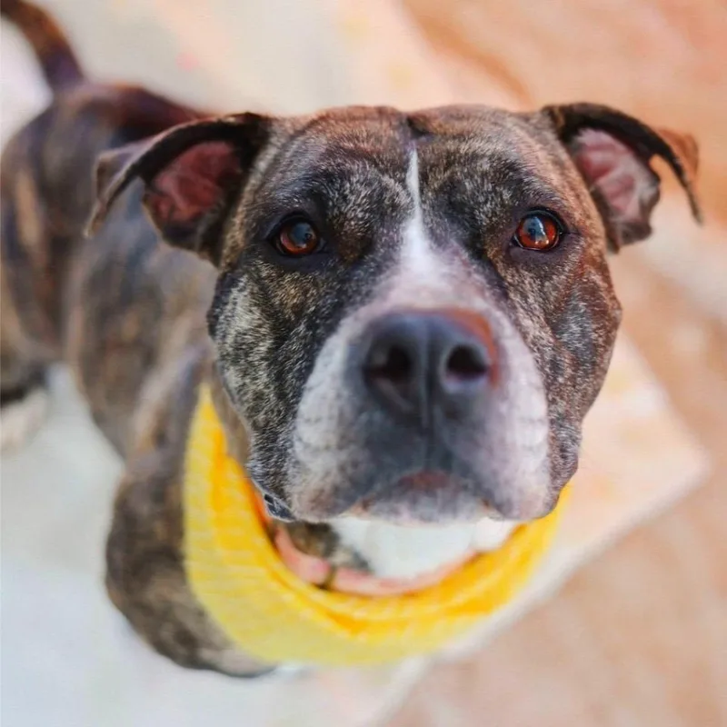 Sunflower thumbnail 5