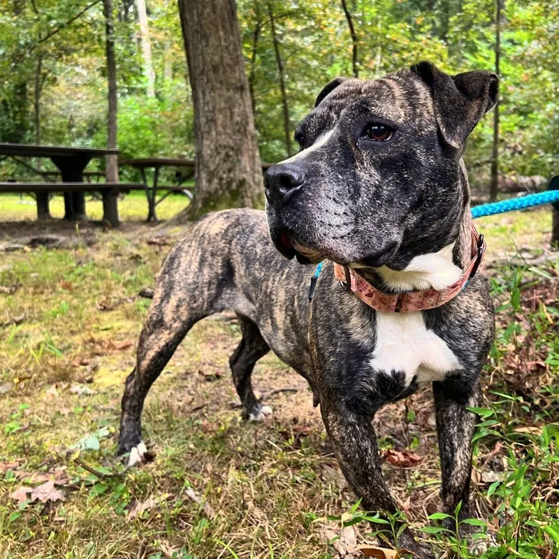 Sunflower thumbnail 6