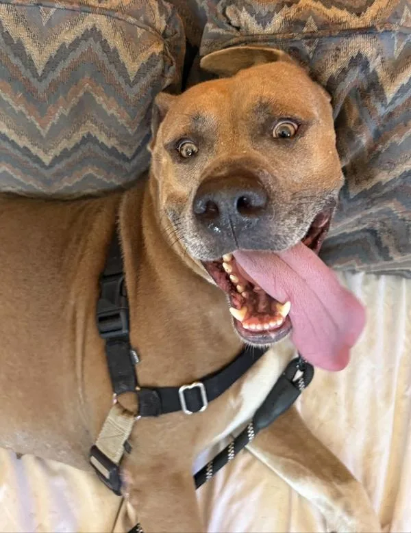 An adult large-sized male Mixed Breed dog named Damon for adoption in Austin, TX