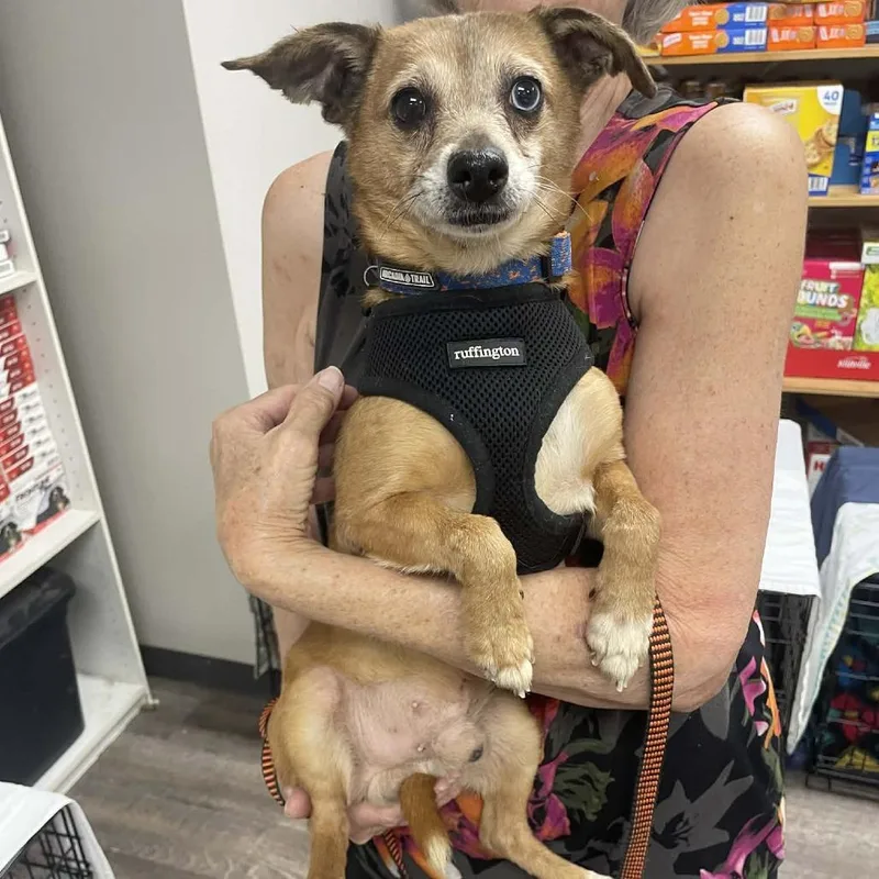 A senior small-sized male Yellow / Tan / Blond / Fawn Chihuahua dog named Dingo for adoption in Wichita, KS
