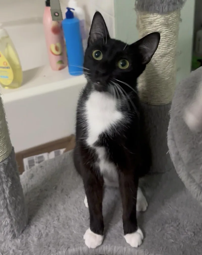 A young small-sized female Black & White / Tuxedo Tuxedo cat named Mae for adoption in Miami, FL