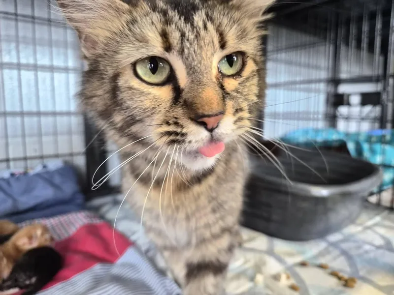 A young medium-sized female Domestic Medium Hair cat named Spaghetti for adoption in Hermitage, PA