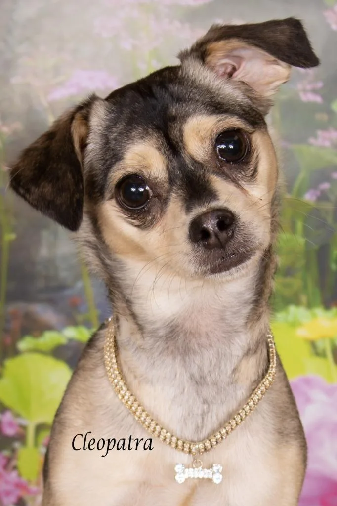 A young small-sized female Chihuahua dog named Cleopatra for adoption in Gilbert, AZ