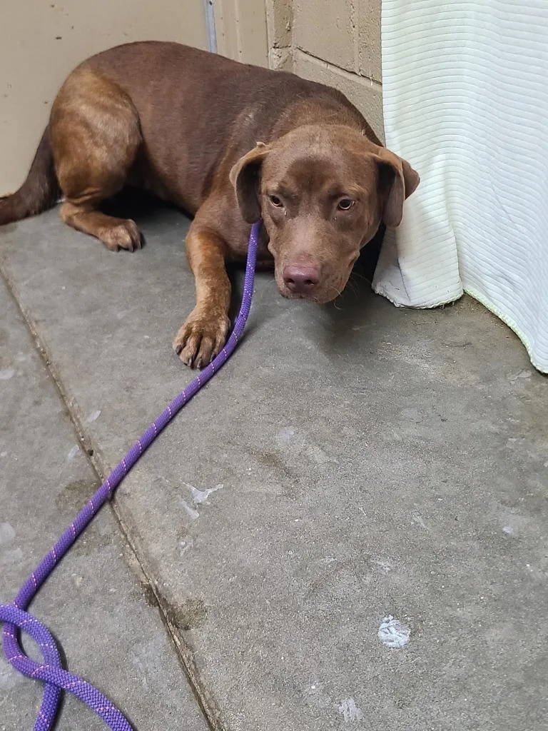 A young medium-sized female Labrador Retriever dog named Bailey for adoption in Swainsboro, GA