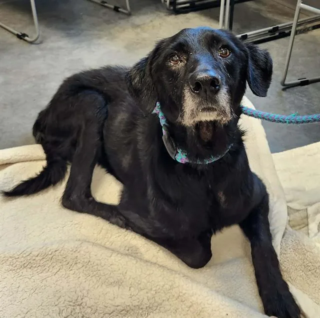 An adult medium-sized female Labrador Retriever dog named Betty for adoption in Brunswick, GA