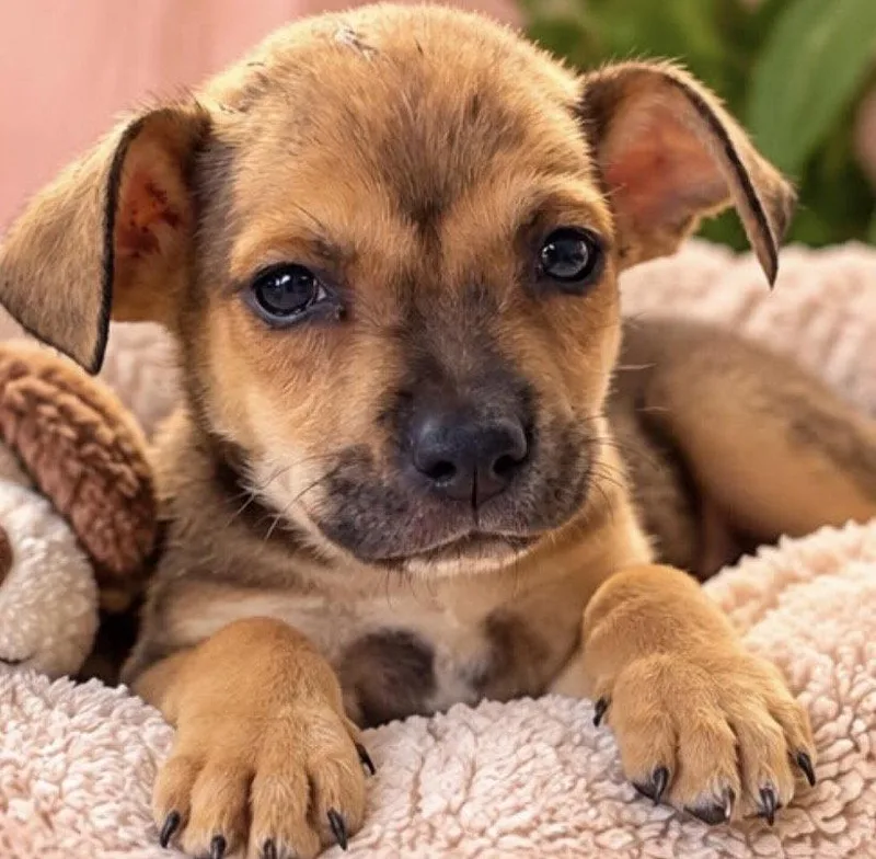 An adult medium-sized female Terrier dog named Lola for adoption in Margate, FL
