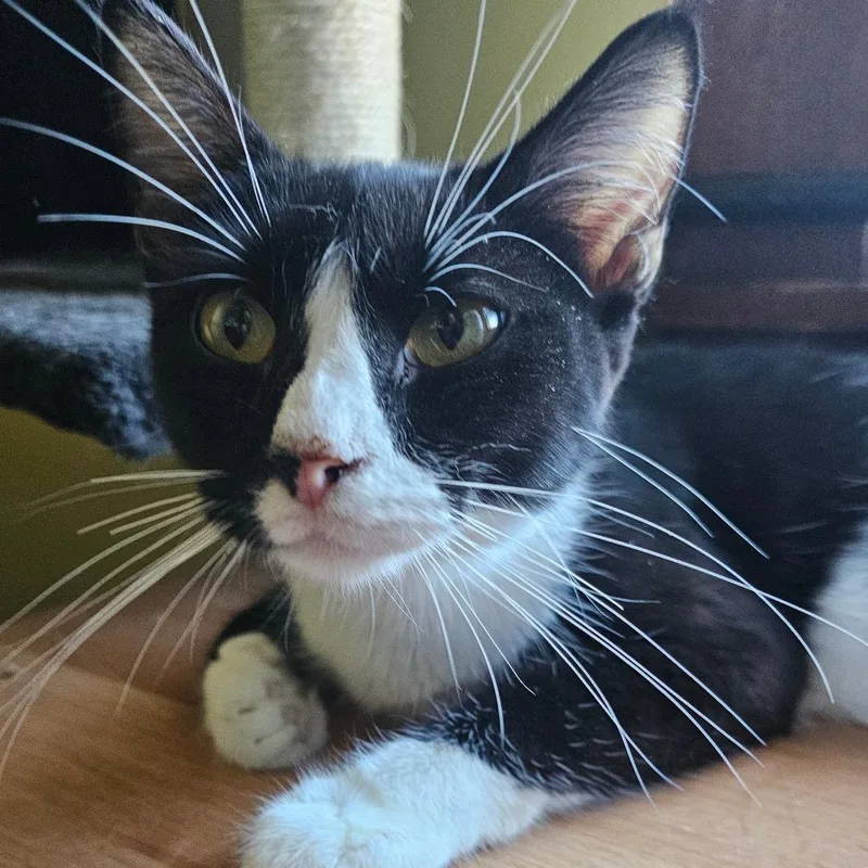 Oreo O's thumbnail 3