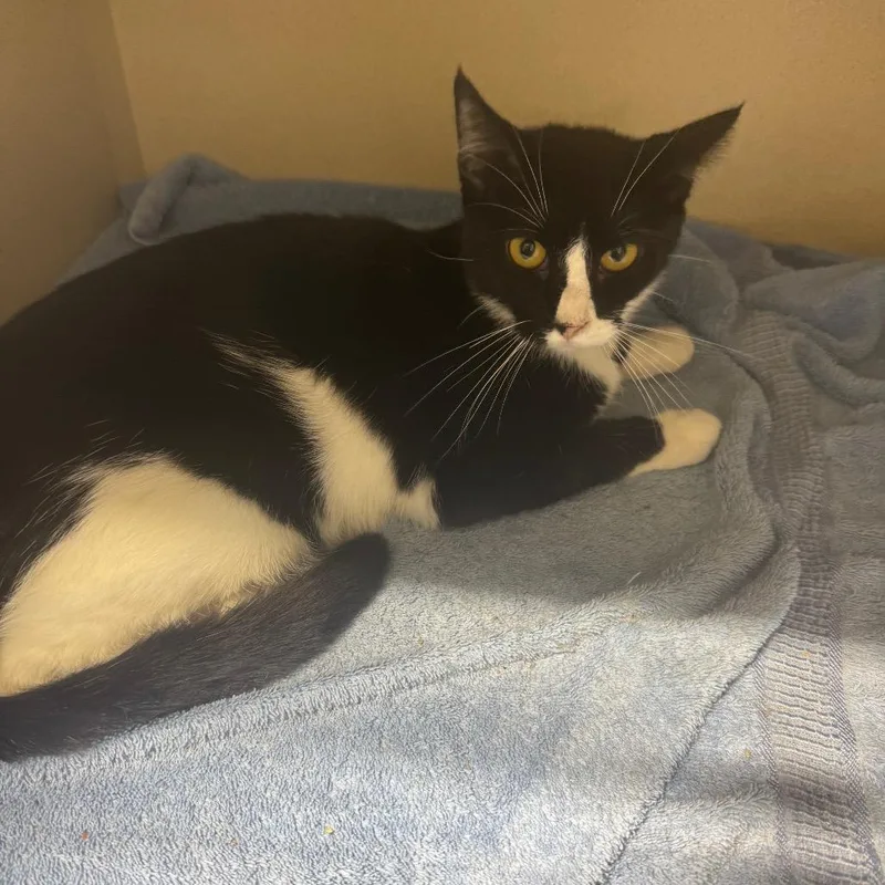 Oreo O's thumbnail 4