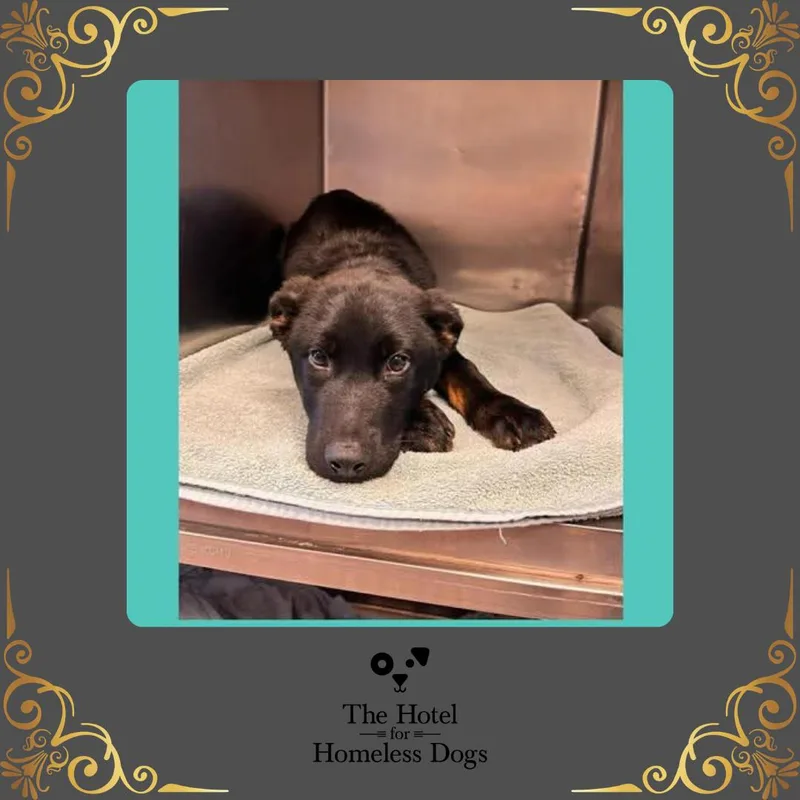 A young medium-sized male Black Shepherd dog named Champ for adoption in Cumberland, RI