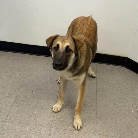 A young medium-sized female German Shepherd Dog dog named Holly for adoption in Bastrop, TX