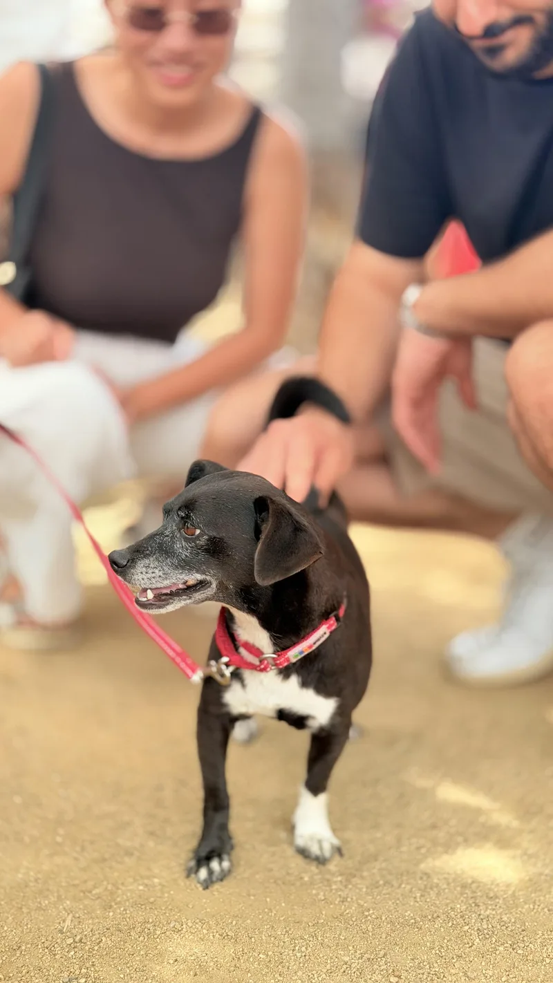 An adult small-sized female Black Chihuahua dog named Pepper for adoption in Thousand Oaks, CA