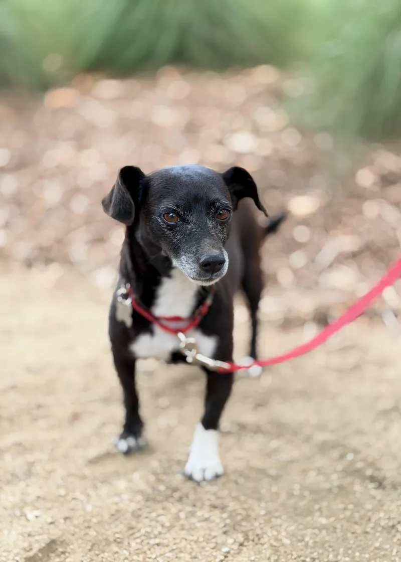 Pepper thumbnail 2