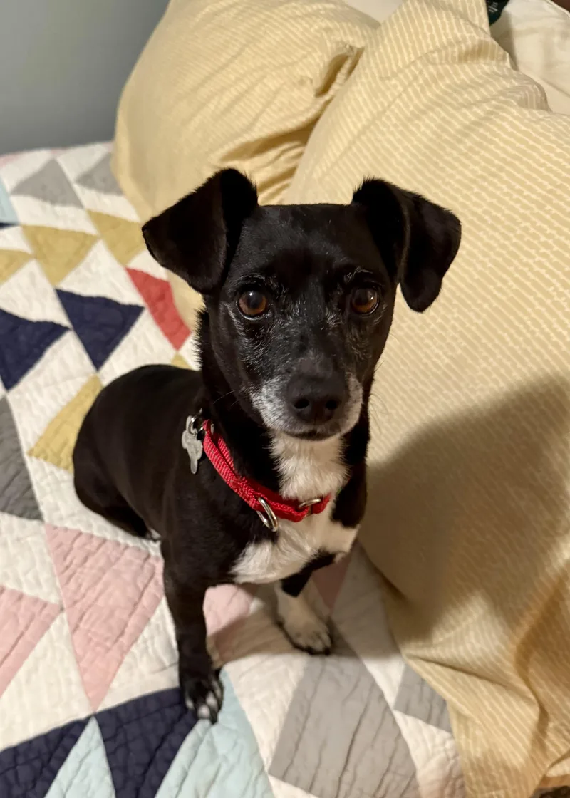 Pepper thumbnail 3