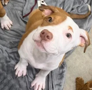 A baby medium-sized female Terrier dog named Bonita for adoption in Washington, DC