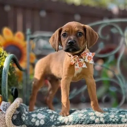 A baby medium-sized female Black Boxer dog named Brownie for adoption in Southport, CT