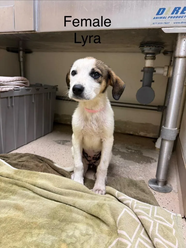 Lyra