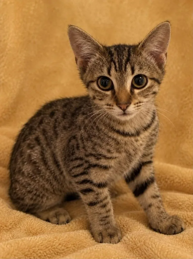 A baby small-sized female Domestic Short Hair cat named Marcia for adoption in Columbia, TN