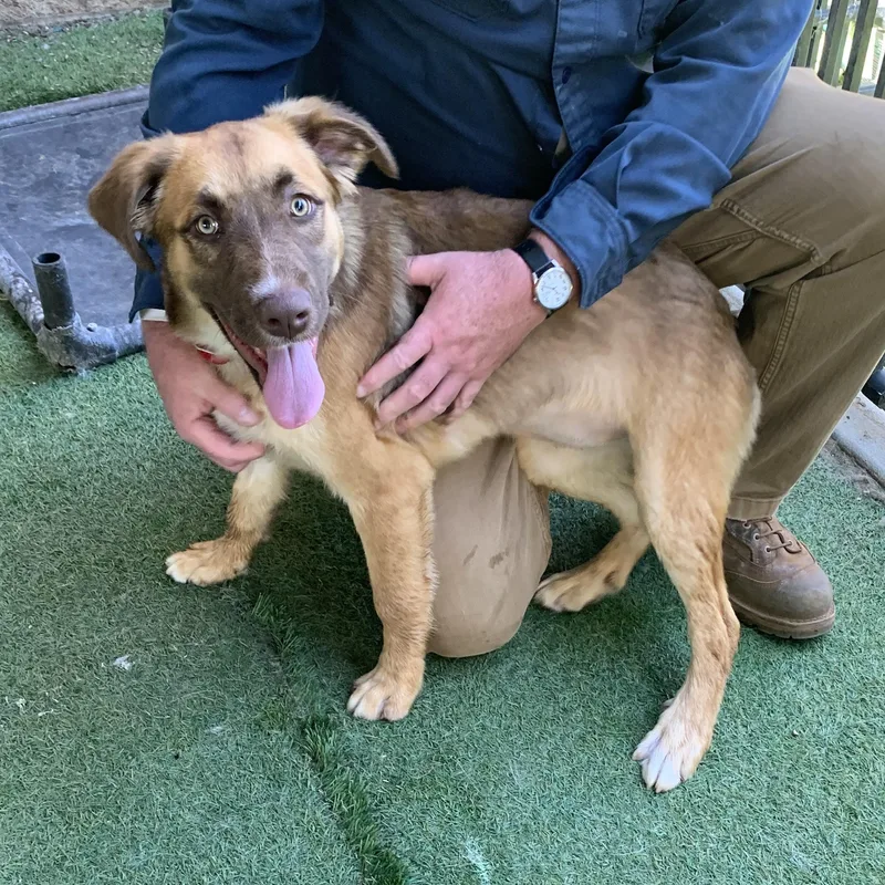 A baby large-sized female Yellow / Tan / Blond / Fawn Shepherd dog named Crockett for adoption in Grass Valley, CA