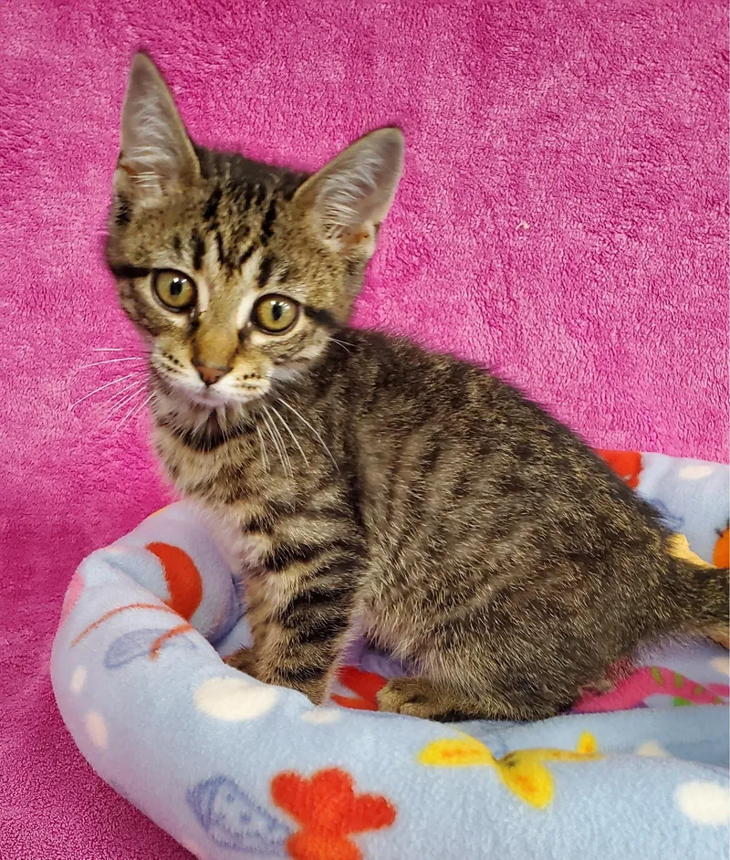 A baby medium-sized male Domestic Medium Hair cat named Miller for adoption in Greenville, IL