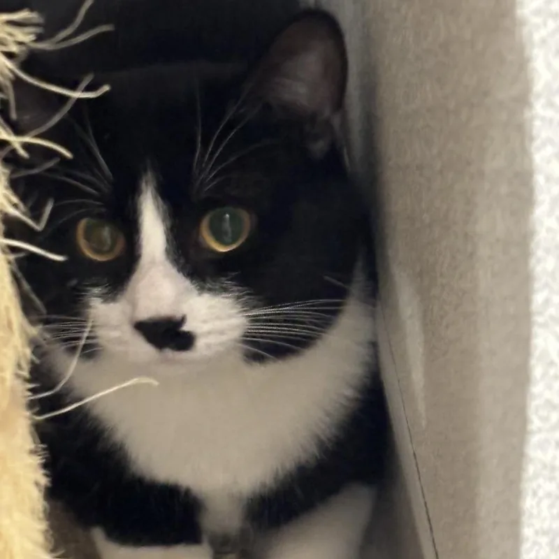 An adult medium-sized male Black Domestic Short Hair cat named Tofu for adoption in Murray, UT