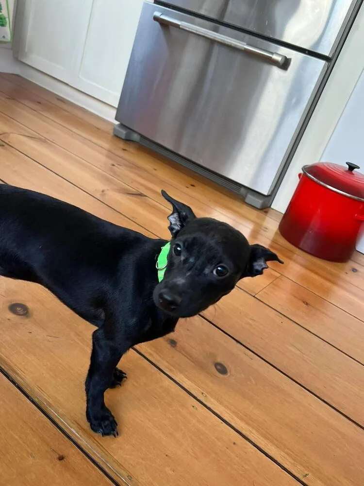 Ms. Oliver thumbnail 6