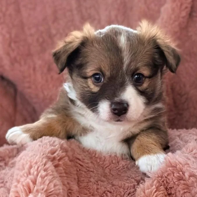 Breezy Pup  Bunny thumbnail 2