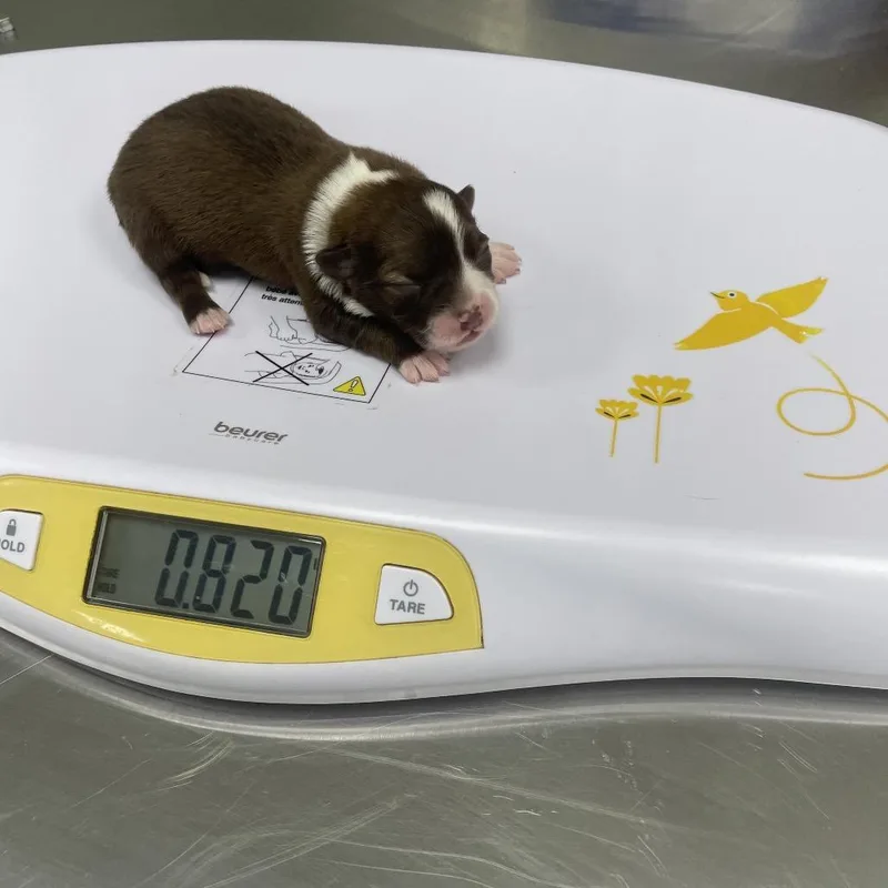 Breezy Pup  Bunny thumbnail 3