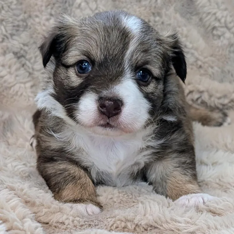 Breezy Pup  Bunny thumbnail 4