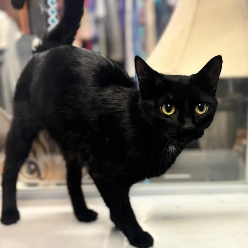A young medium-sized female Black Domestic Short Hair cat named Little Sister for adoption in Brownsboro, AL
