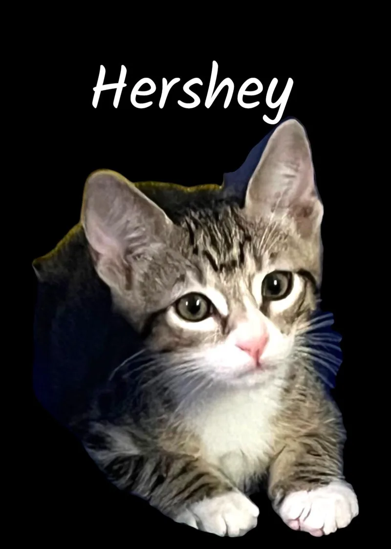 A baby small-sized male Tabby (Brown / Chocolate) Domestic Short Hair cat named Hershey for adoption in Auburn, CA
