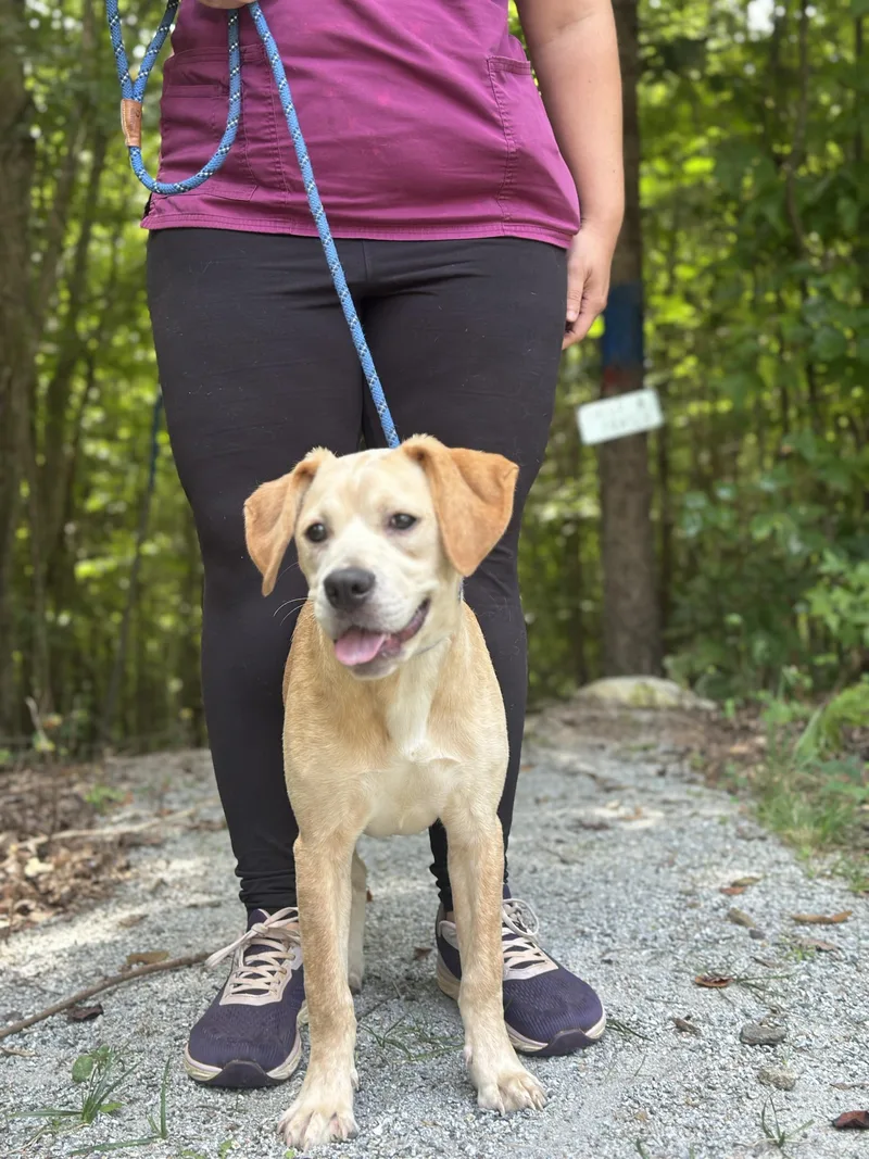 A young medium-sized female Yellow / Tan / Blond / Fawn Terrier dog named Whimsy for adoption in Meherrin, VA