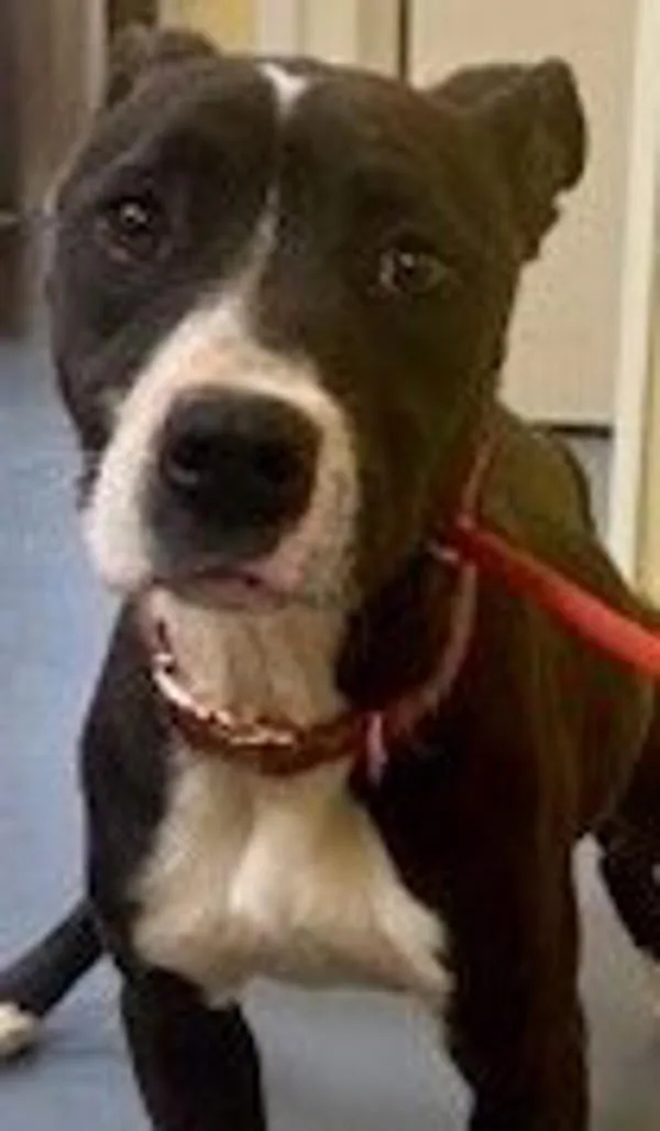 An adult medium-sized female Pit Bull Terrier dog named Lily for adoption in Dallas, GA