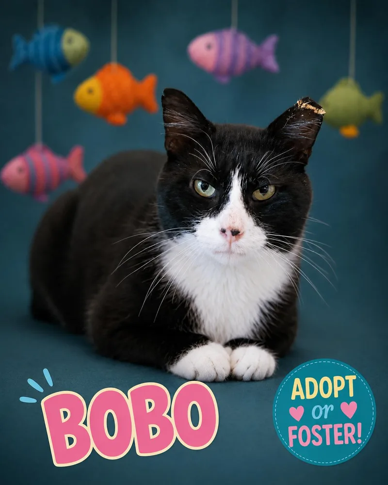 Bobo