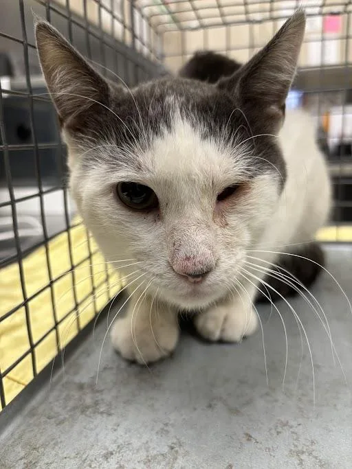 An adult medium-sized male Domestic Short Hair cat named Haymitch for adoption in Las Vegas, NV