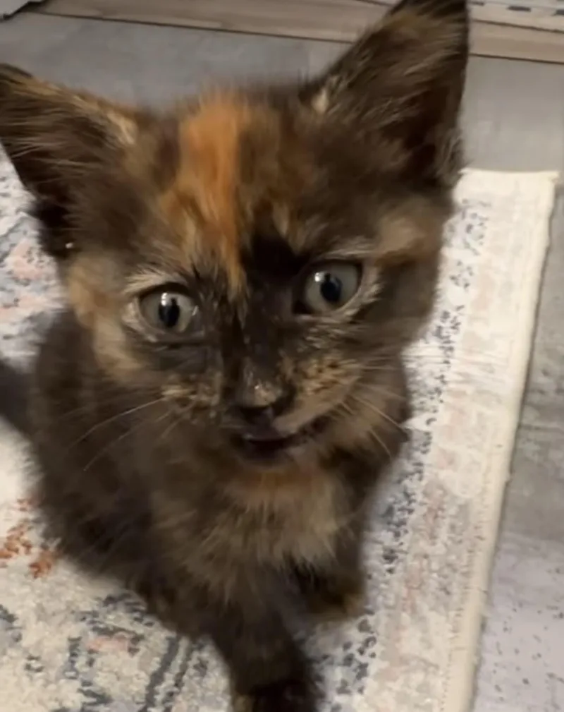 A baby small-sized female Domestic Short Hair cat named Shirley for adoption in Charlotte, NC