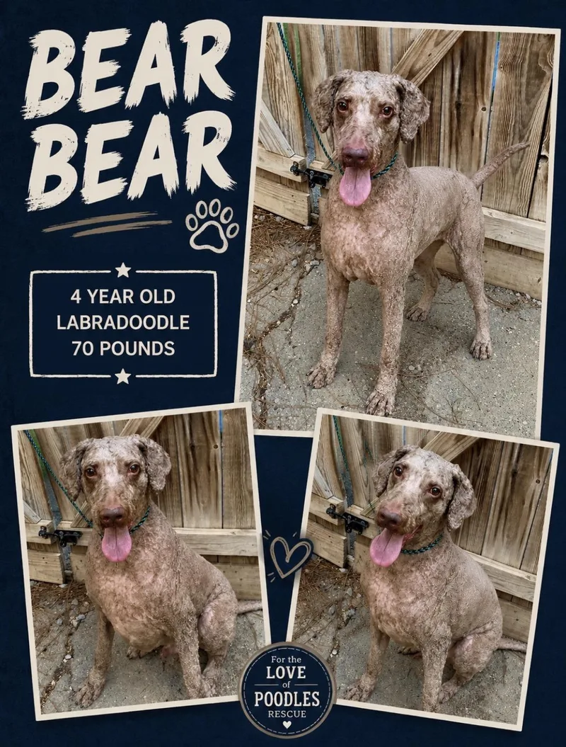 An adult large-sized male Brown / Chocolate Labradoodle dog named Bear Bear for adoption in Richmond, VA