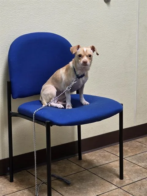 A young small-sized male Chihuahua dog named Linus for adoption in San Antonio, TX