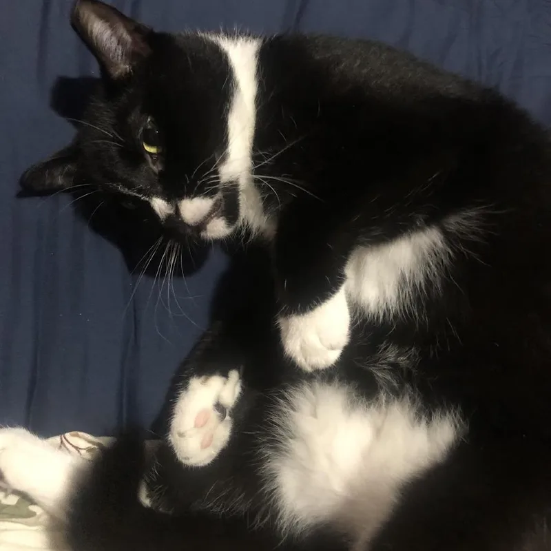 An adult small-sized male Black Domestic Short Hair cat named Peter for adoption in Brooklyn, NY