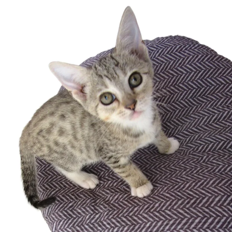 A baby small-sized female Tabby (Tiger Striped) Tabby cat named Lenny for adoption in Miami, FL