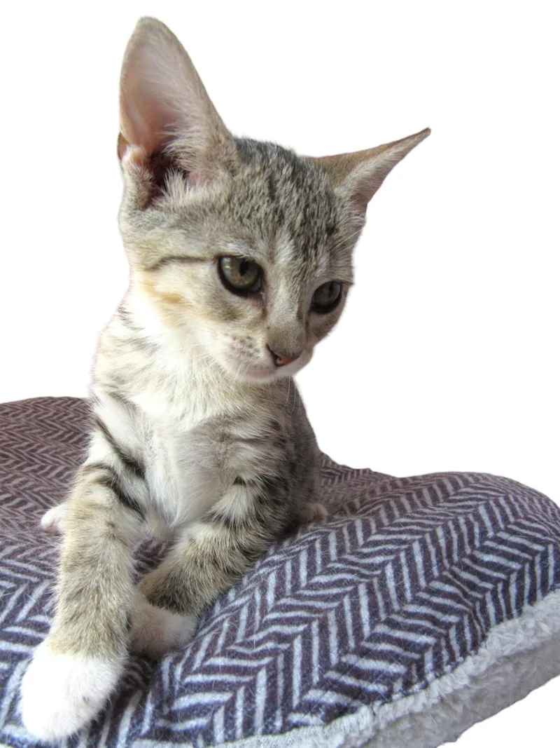 Lenny thumbnail 2